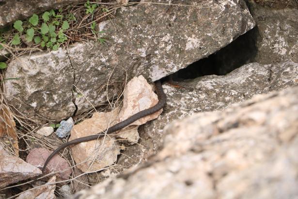 ‘Yılan Pınarı’nda yuvalarından çıkan yılanlar için uyarı / Ek fotoğraflar