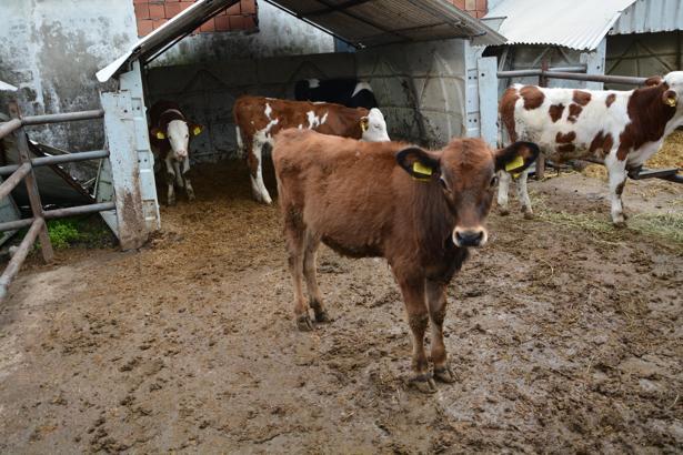 Karadeniz’in yağlı süt kaynağı Jersey için yeni projeler hayata geçiriliyor