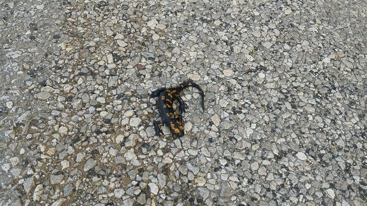 Saimbeyli'de sarı benekli semender görüntülendi