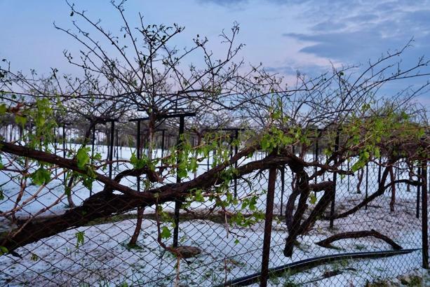 Erdemli'de tarım ürünlerini dolu vurdu