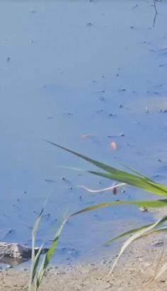 Asi Nehri’nde toplu balık ölümü