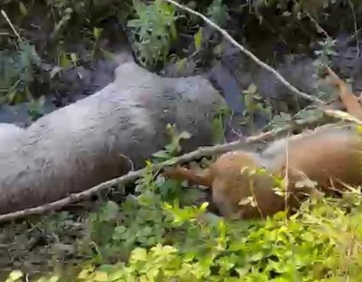 Tarım arazisinde 8 köpek ölü bulundu