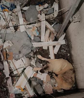 Asansör boşluğuna düşen köpek kurtarıldı