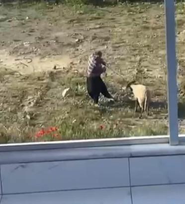 Koyuna kalın iple vurup, defalarca tekmeledi