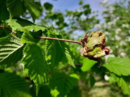 Fındık kozalak akarında mücadele zamanı başladı