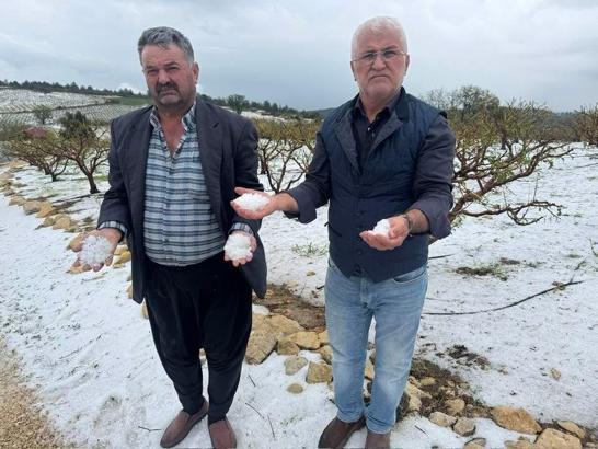 Mersin’de tarım ürünlerini dondan sonra dolu vurdu