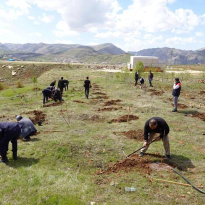 Malatya'nın Arapgir ilçesinde Sibirya kivisi yetiştirilecek