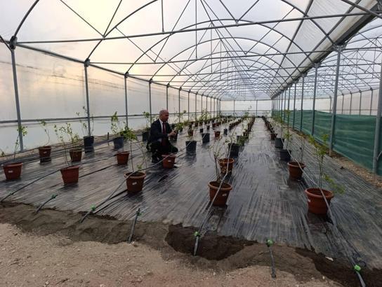 Niğde’de yaban mersini üretimi başladı