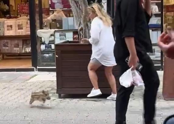 Yavru yaban domuzu iş yerine daldı; o anlar kamerada