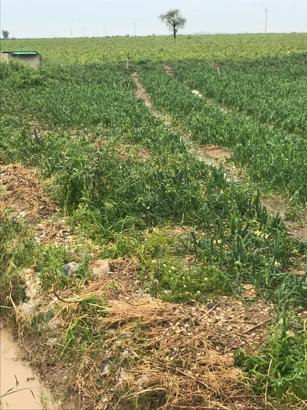 Sağanak ve dolu yağışı, ekili alanlara zarar verdi