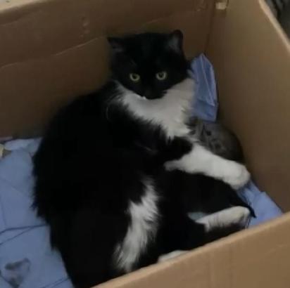 Sivas'ta hamile kedi ilk yardım sınıfında doğum yaptı