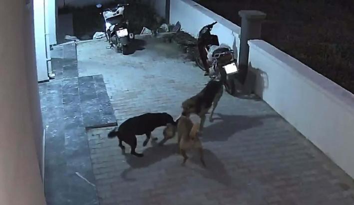 Sokak köpeklerinin saldırısına uğrayan kedi öldü