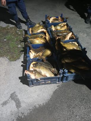 Elazığ’da, 210 kilo kaçak avlanmış balık ele geçirildi