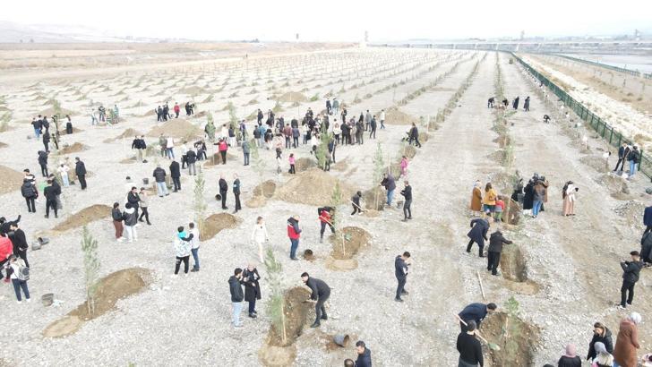 Batman'da 10 bin boylu saksılı fidan dikildi