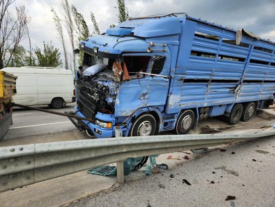 Devrilen kamyondaki 30 koyun öldü