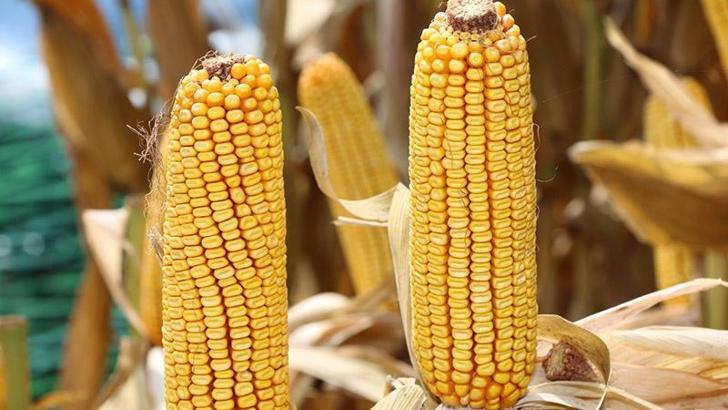 1 milyon ton mısır ithalatı için tarife kontenjanı açıldı