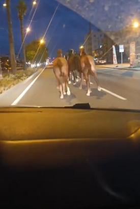 Çiftlikten kaçan yarış atları, D-400 kara yolunda görüntülendi