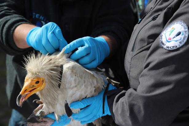Verici takılan akbaba, 3 yılda 101 bin 230 kilometre uçtu
