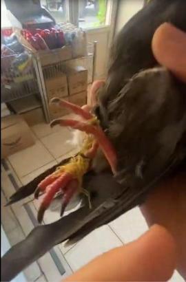 Mardin’de, gagası ve ayakları bağlı halde bulunan kuşu çevredekler kurtadı