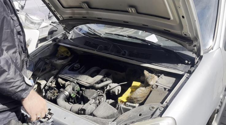 Kütahya’da aracın motoruna giren yavru kediyi, polis çıkardı