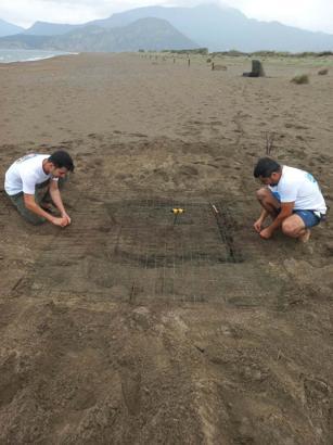 Dalyan'da sezonun ilk caretta caretta yuvası belirlendi