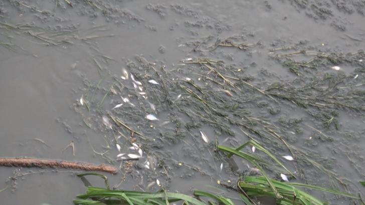 Amasya'da, Yeşilırmak'ta balık ölümleri meydana geldi
