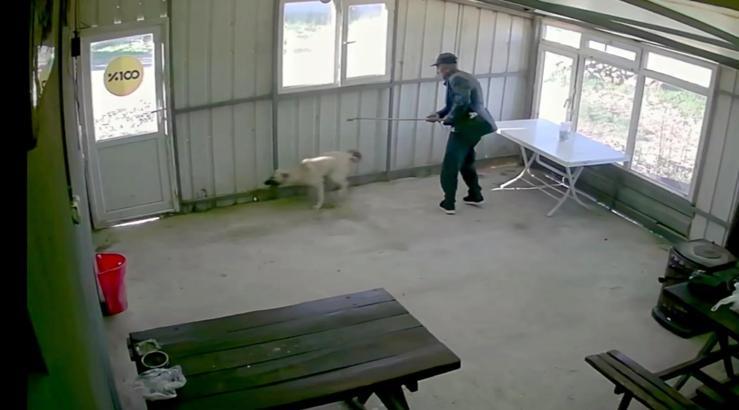 Köy kahvesinde bakılan köpeği bastonuyla darbetti; o anlar kamerada
