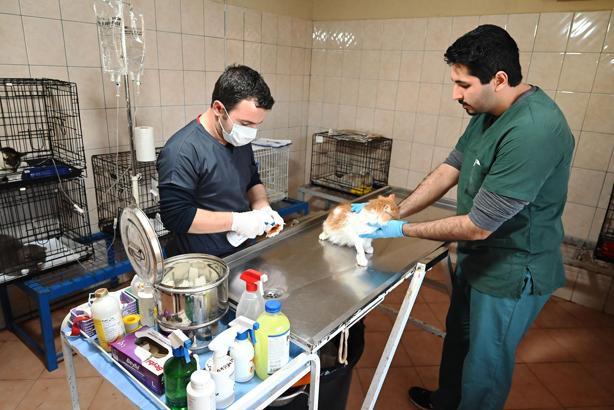 Kemer Belediyesi can dostlara sahip çıktı