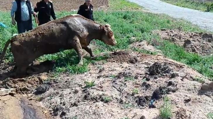 Çamura batan ineği itfaiye kurtardı