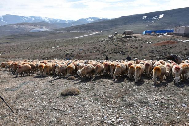 Niğde'de üreticilerin Kurban Bayramı hazırlığı tamamlandı