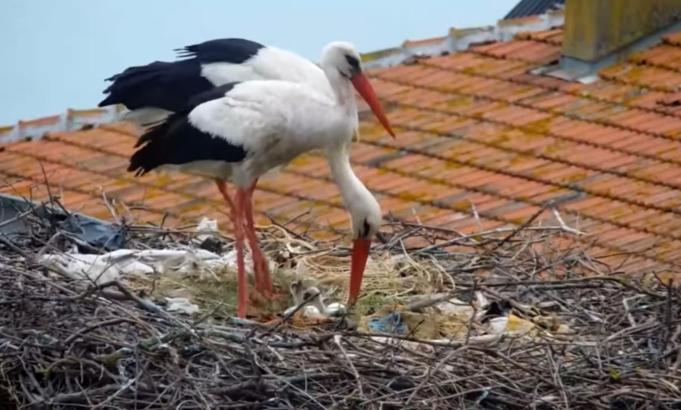 Kuluçkaya yatan Yaren leyleğin 2 yavrusu yumurtadan çıktı