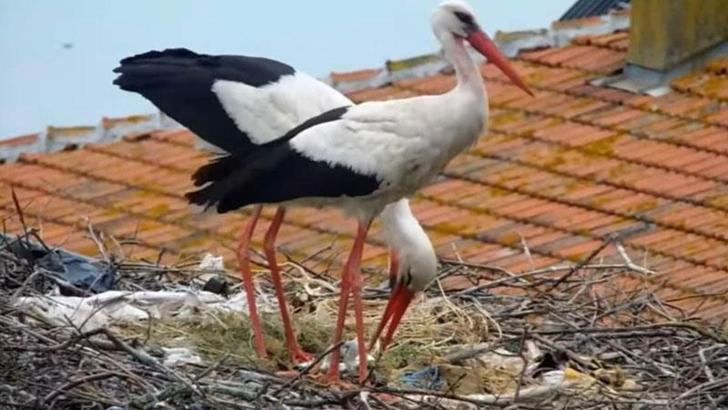 Kuluçkaya yatan Yaren leyleğin 2 yavrusu yumurtadan çıktı
