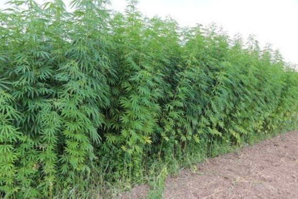 Samsun’un Vezirköprü ilçesinde kenevir ekimi durma noktasına geldi