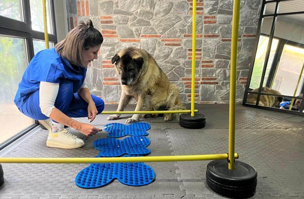3 ayda 10 kilo veren obez köpek 'Duman', sahiplenmeyi bekliyor