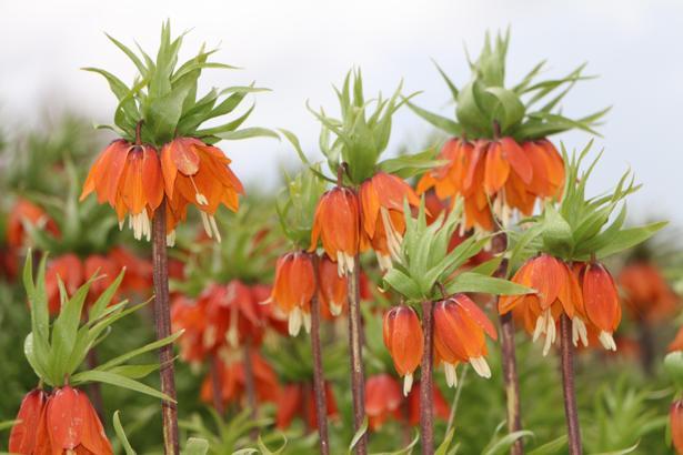 Karlıova’da ‘ters laleler’ çiçek açtı