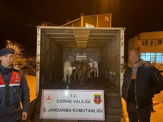 Edirne'de çalınan 6 koyunu jandarma dron yardımıyla buldu; 2 gözaltı