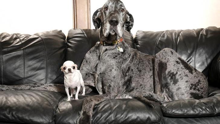 Dünyanın en büyük ve en küçük köpekleri bir araya geldi