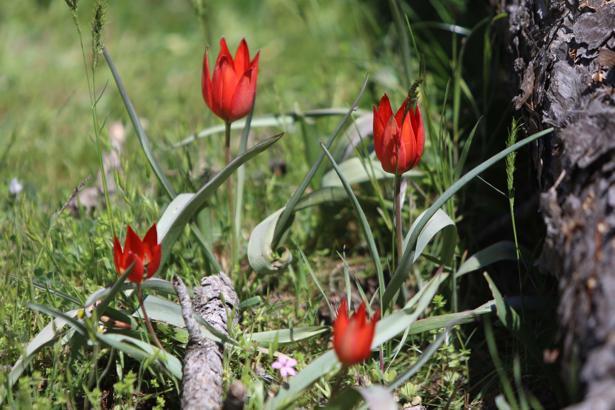 10 gün canlı kalabilen Manisa laleleri açtı, koparmanın cezası 557 bin TL / Ek fotoğraflar