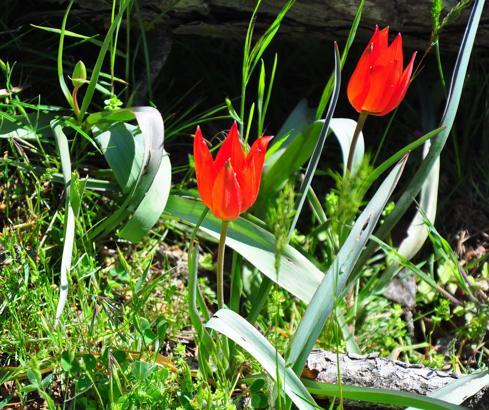 10 gün canlı kalabilen Manisa laleleri açtı, koparmanın cezası 557 bin TL