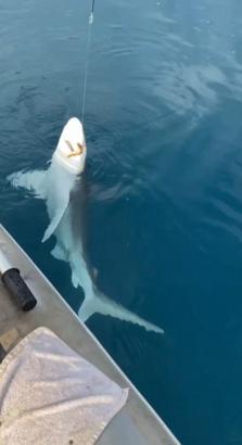 Amatör balıkçının oltasına kum köpek balığı takıldı