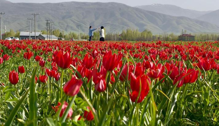 Muş Ovası, lalelerle kırmızıya büründü