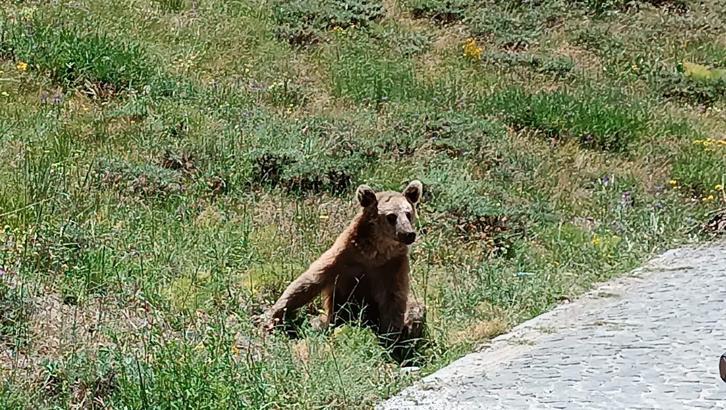 Bitlis Valiliği'nden Nemrut’a giden vatandaşlara 'bozayı' uyarısı