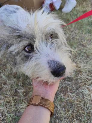 Sokağa atılan Rus finosuna yeni yuva / Ek fotoğraflar