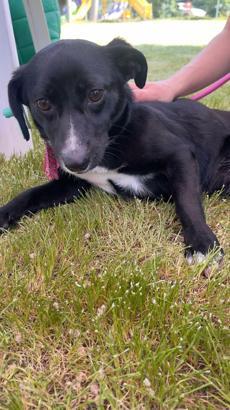 Sokağa atılan Rus finosuna yeni yuva