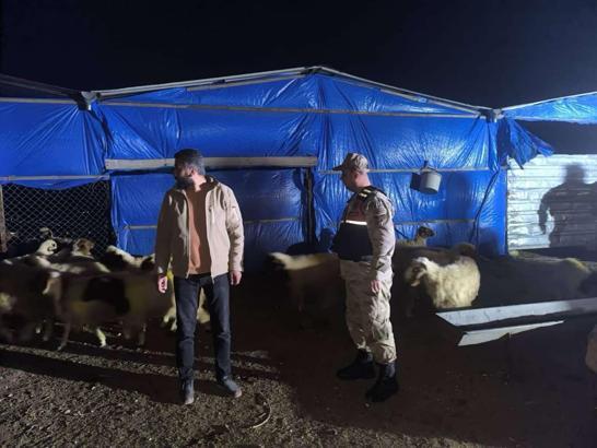Kilis’te, kayıp hayvanlar bulundu