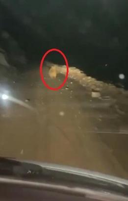 Yaylaya inen ayı, arı kovanlarını parçaladı