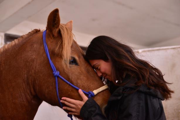 Köpek eğitiminde kullanılan ‘clicker’ ile atları eğitiyorlar