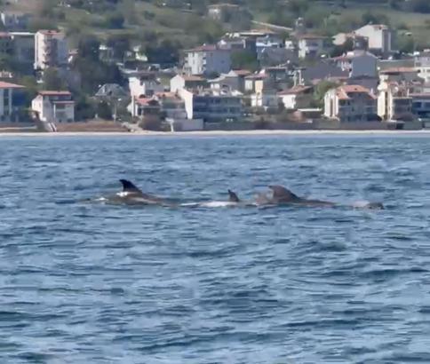Tekirdağ açıklarında yunuslar görüntülendi