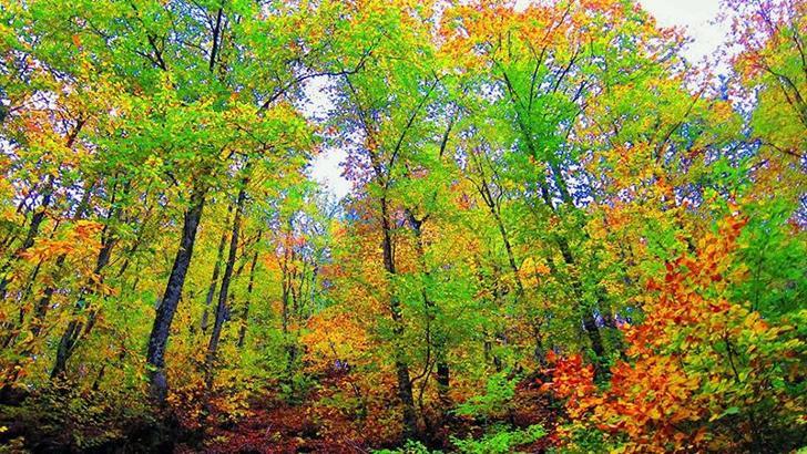 Çanakkale'de ormanlara girişler 1 Haziran'dan itibaren yasaklandı