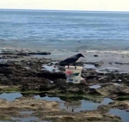 Karga kovadaki balığı alıp kaçtı